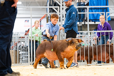 CLASS WINNING DUROC BARROW
2026 IN STATE FAIR