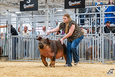 CLASS WINNING DUROC GILT
2026 IN STATE FAIR
