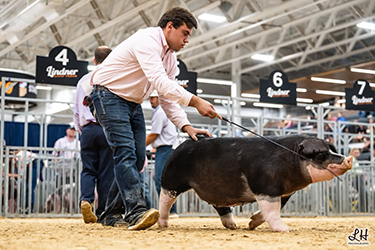 CLASS WINNING SPOT GILT
2026 IN STATE FAIR