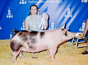 Platt Showpigs Winners