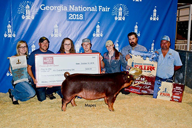 Platt Showpigs Winners
