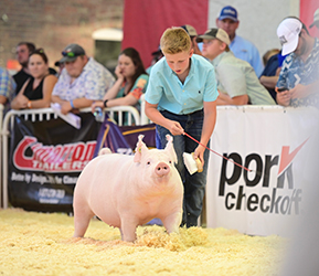 Platt Showpigs Winners