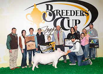 Platt Showpig Winners