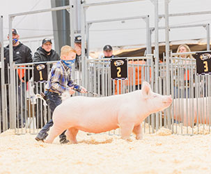 Platt Showpig Winners