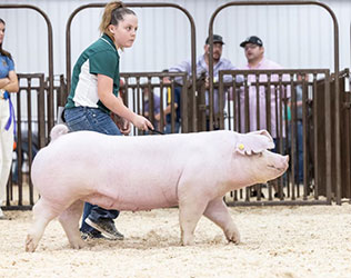 Champion Landrace Gilt OK State Fair