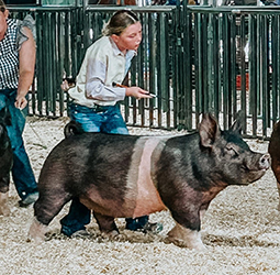 Grand champion gilt
2025 linn county-ks