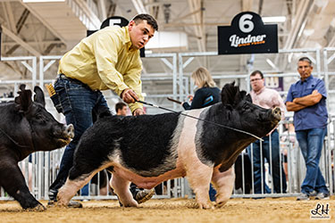 CLASS WINNING CROSSBRED BARROW
2025 IN STATE FAIR