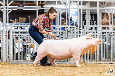 CLASS WINNING CHESTER GILT
2025 IN STATE FAIR