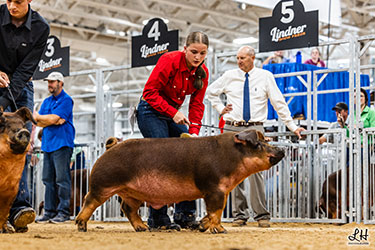 CLASS WINNING DUROC BARROW
2025 IN STATE FAIR